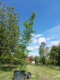 Carpinus betulus 8-10