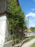 Carpinus betulus 16-18